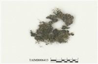 藏品(東亞大角蘚)的圖片